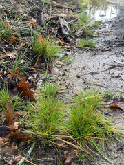 Festuca occidentalis