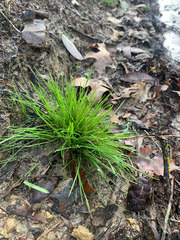 Festuca occidentalis