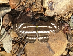 Neptis