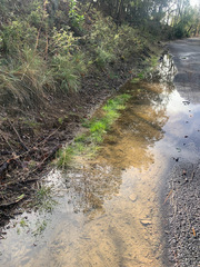 Festuca occidentalis