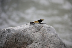 Euphaea decorata