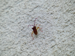 Gonocerus insidiator