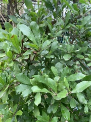 Synsepalum dulcificum