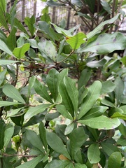Synsepalum dulcificum