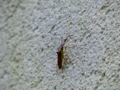 Gonocerus insidiator