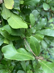 Synsepalum dulcificum