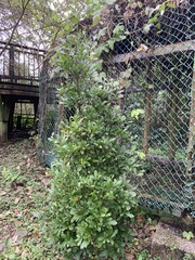 Synsepalum dulcificum