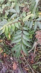 Tetradium glabrifolium