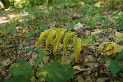 Polygonatum multiflorum