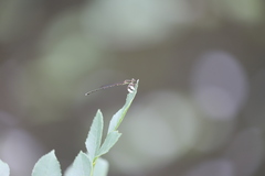 Platycnemis phyllopoda