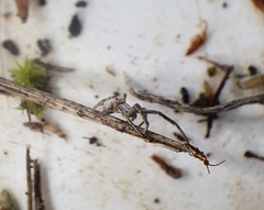 Uloborus walckenaerius