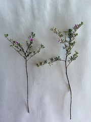 Indigofera bisacculata
