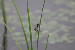 Orthetrum albistylum speciosum