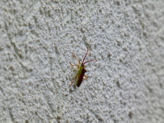 Gonocerus insidiator