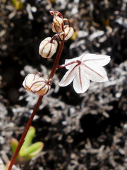 Drimia albiflora
