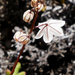 Drimia albiflora - Photo (c) lennartn,  זכויות יוצרים חלקיות (CC BY-NC), הועלה על ידי lennartn