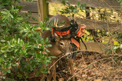 White-tailed Deer photographed in Maryland