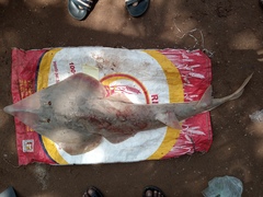 Glaucostegus cemiculus