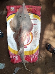 Glaucostegus cemiculus