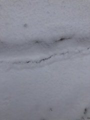 Peromyscus maniculatus