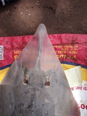 Glaucostegus cemiculus