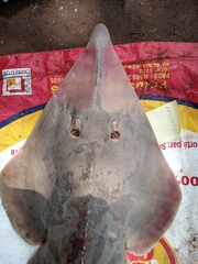 Glaucostegus cemiculus