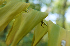 Polygonatum multiflorum