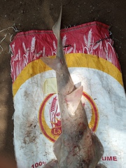 Glaucostegus cemiculus