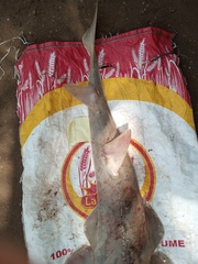 Glaucostegus cemiculus