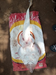 Glaucostegus cemiculus