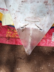 Glaucostegus cemiculus