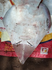 Glaucostegus cemiculus