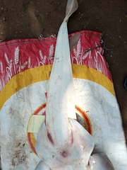 Glaucostegus cemiculus