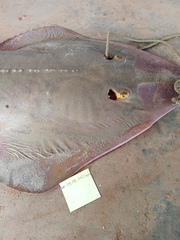 Glaucostegus cemiculus