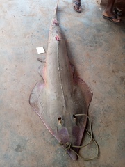 Glaucostegus cemiculus