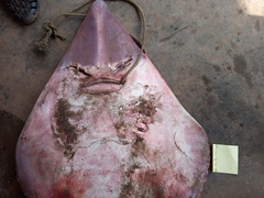 Glaucostegus cemiculus