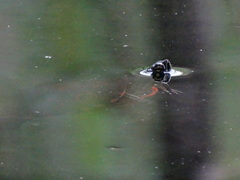 Trachemys venusta venusta