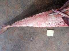 Glaucostegus cemiculus