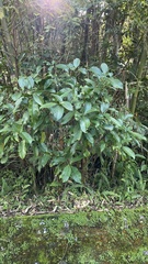 Turpinia formosana