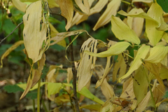 Polygonatum multiflorum
