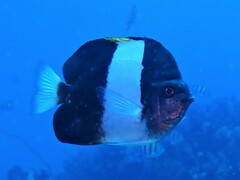 Hemitaurichthys zoster