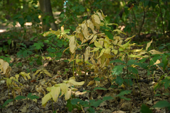 Polygonatum multiflorum