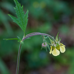 Geum × intermedium