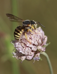 Icteranthidium grohmanni