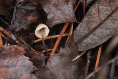 Mycena flavescens
