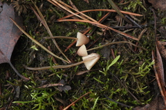 Mycena flavescens