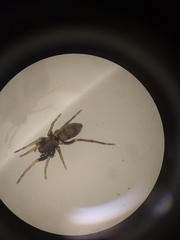 Poecilochroa variana