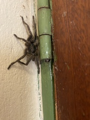 Harpactirinae
