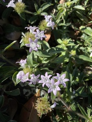 Richardia grandiflora