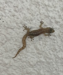Afrogecko porphyreus